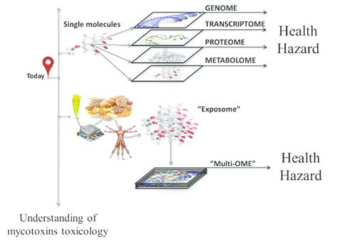 Understanding of the mechanisms of action of mycotoxins from molecular ...