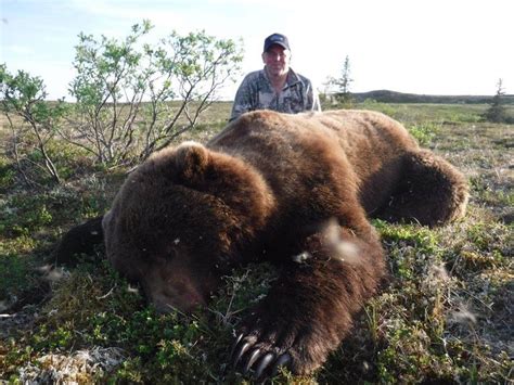 Grizzly Bear Hunting Gallery | Arctic North Guides