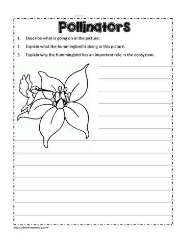 Hummingbird Pollination Worksheets