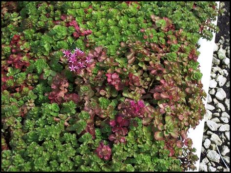 DRAGONS BLOOD SEDUM – Hinsdale Nurseries