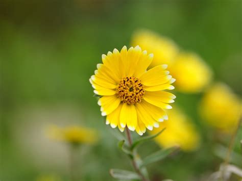 🔥 Download Yellow Flowers Wallpaper HD Pictures One by @jmccoy61 | Yellow Flowers Wallpaper ...