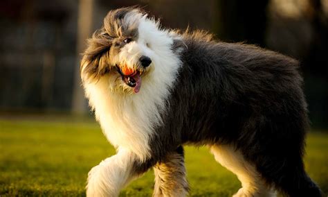 Old English Sheepdog: Characteristics, Care & Photos | BeChewy