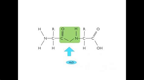 Hydrolysis of a Dipeptide - YouTube