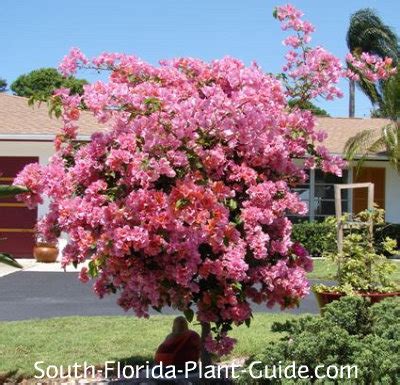 Bougainvillea Tree