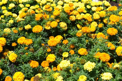 Yellow Marigolds - Green Thumb Advice