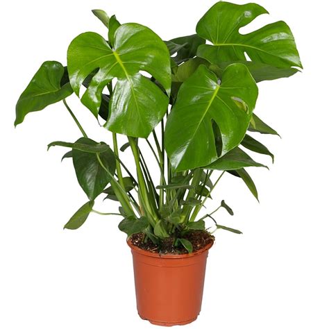 Monstera Deliciosa – H80 CM | Florarie în Tulcea - Uca Flowers