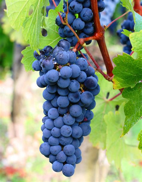 Carmenere Wine Grapes, Flavor, Character, History | Grapes, Wine food pairing, Wine recipes