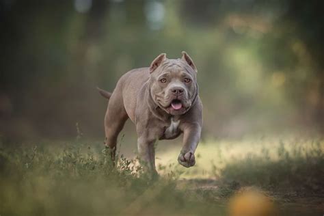 Pocket Bully Breeders: Top 9 Finest Picks