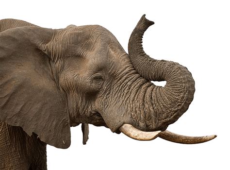 Elephant Trunk Png / Browse and download hd elephant trunk png images with transparent ...