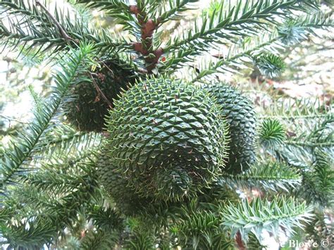 Araucaria angustifolia - Description | CG Encyclopedia