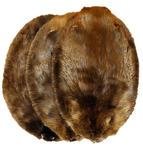 Western Round Pale Beaver Fur Pelts For Sale | Beaver pelt, Pelt, Beaver