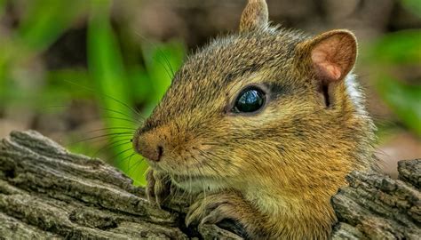 Five Fun Facts About Chipmunks - Forest Preserves of Cook County