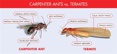 Drywood Termites Vs Carpenter Ants - Picture Of Carpenter