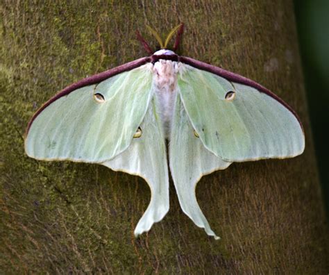 Luna Moth (Actias Luna) - Life Cycle, Behaviour, and Other Facts