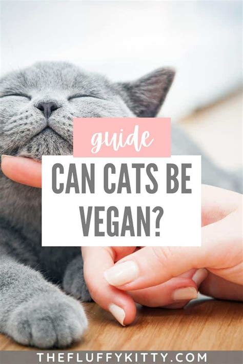 Is Vegan Cat Food an Option for Your Cat? - The Fluffy Kitty