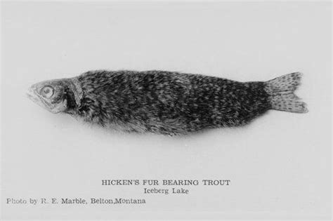 Hicken's Fur Bearing Trout | Alaskan fish, Fishing outfits, Fish