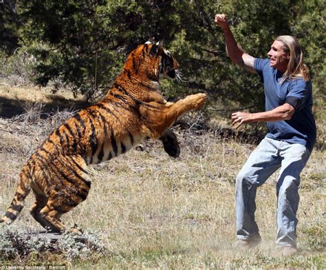 Dramatic pictures show the moment a father-of-two is mauled in horrific tiger 'attack' (but don ...