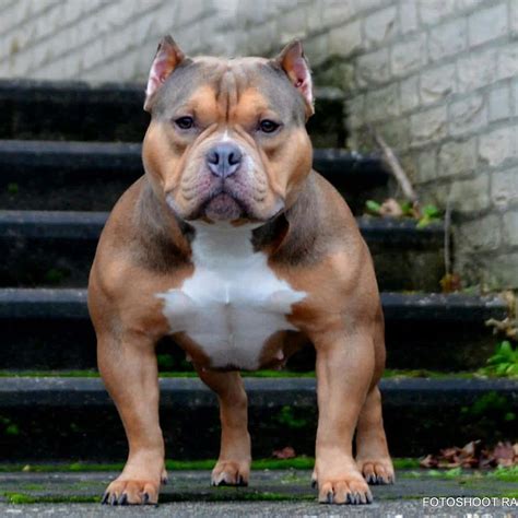 Pitbull Breed Uk