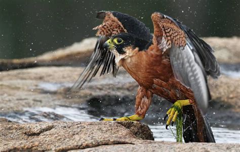 Bird of the Day: Shaheen Falcon | Organikos