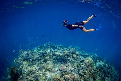 great-barrier-reef-snorkeling - Cairns Cruise