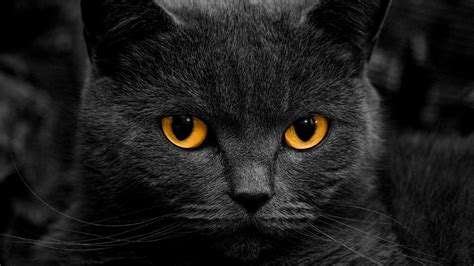 cat orange eyes shadow Wallpapers HD / Desktop and Mobile Backgrounds