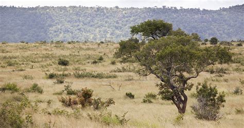 Restoring savannas and tropical herbaceous ecosystems - Encyclopedia of ...