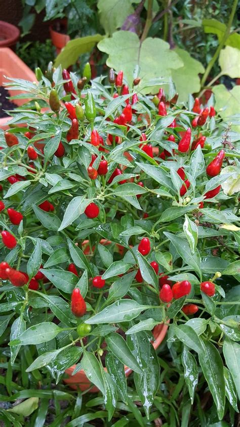 Ptačí Oko Chilli, Ptačí Chilli, Thajské Chili, Koření | Pepper plants, Chilli plant, Growing ...