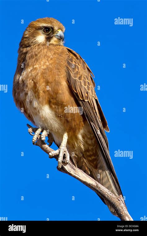 Brown falcon hi-res stock photography and images - Alamy