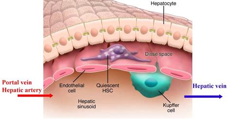 Pin on Histology - Liver