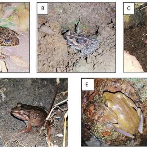 (PDF) Native and invasive alien anuran species in urbanized areas in ...