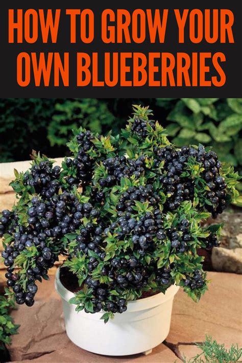 How To Grow Your Own Blueberries - Gardening Sun | Blueberry gardening ...