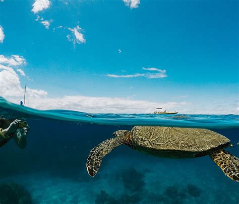 #1 Snorkeling Maui, Lanai and Lahaina Tours - Rated by Trip Advisor