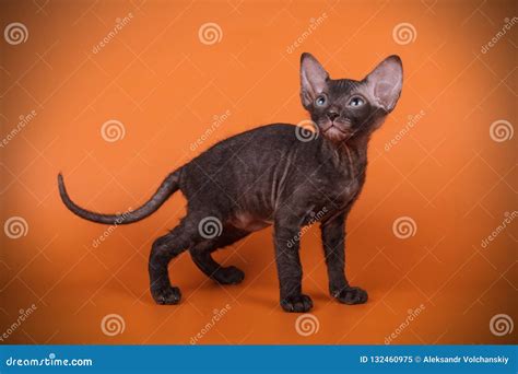 Don Sphynx Cat on Colored Backgrounds Stock Image - Image of color, black: 132460975