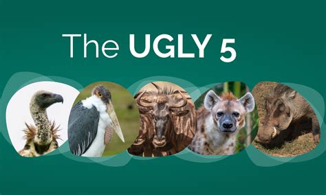 Spotlight on: The Ugly 5 — Viatu