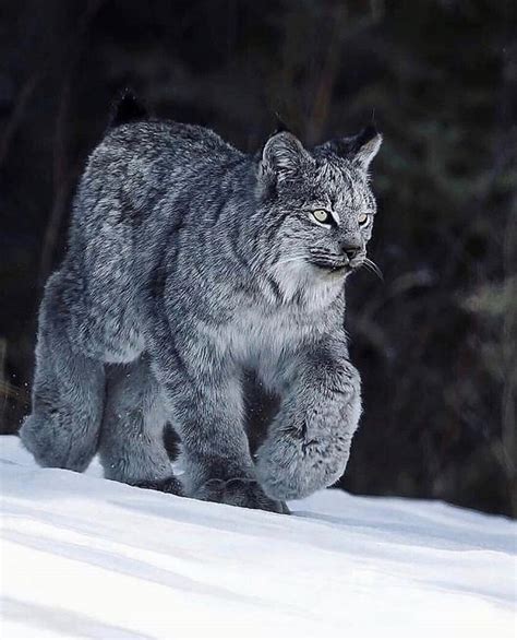 🔥 The Canada Snow Lynx and his big maw paws 🔥 : r/lynxes