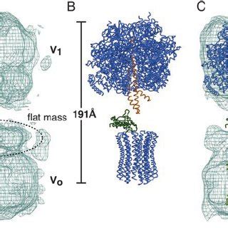 Subunit composition of the V-ATPase from T. thermophilus and the... | Download Scientific Diagram