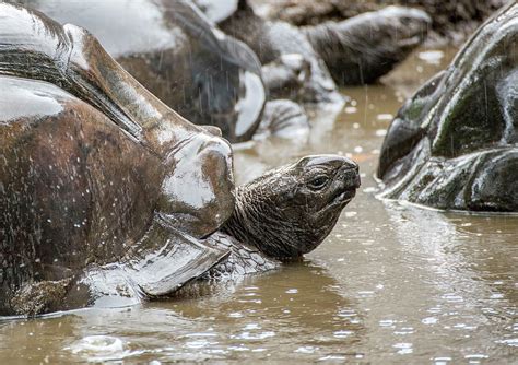 Funny Turtle Face Photograph by Erich Krummer - Pixels