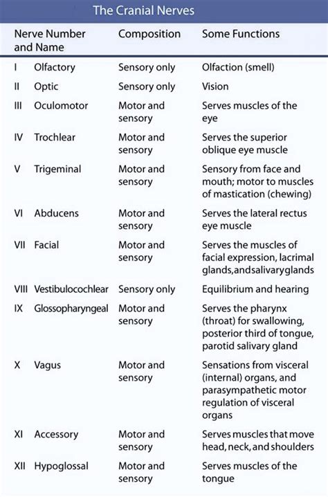 Cranial nerves and functions chart