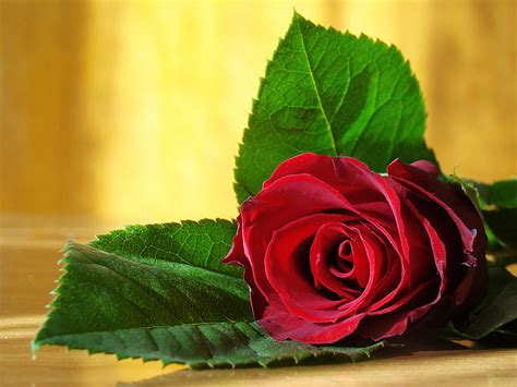 HD wallpaper: red rose flower, love, flowers, photo, romance, beauty, colors | Wallpaper Flare