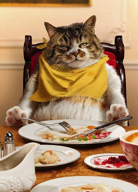 Happy Thanksgiving! by moggierocket, via Flickr Funny Animal Pictures ...