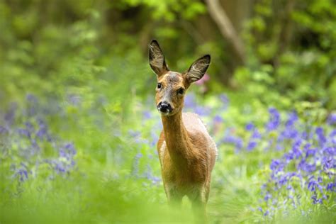 Roe deer guide: how to identify, where to see and species facts ...