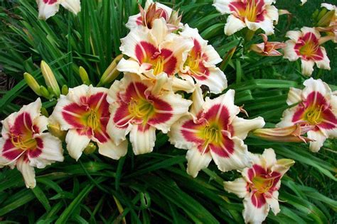 Daylilies: Plant Care and Collection of Varieties - Garden.org