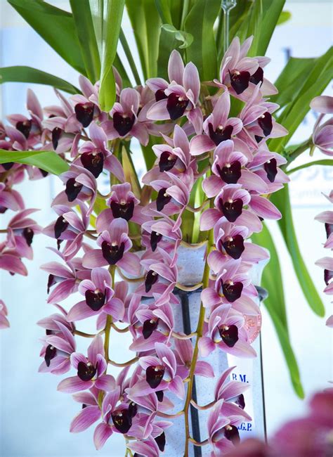 (Cym.) Cymbidium Gala Odyssey ‘Joubert’ | Beautiful flowers garden ...