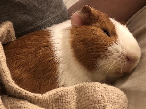 My deaf piggy sleeping thru everything #GuineaPig #GuineaPigs #rodent #pet Happy Animals, Cute ...