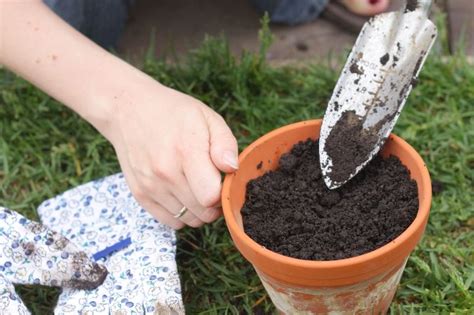 Grow Guide: Eremophila nivea (Emu Bush) | Ultimate Backyard