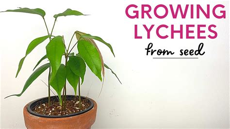 Growing Lychee Trees From Fruits/Seeds - YouTube