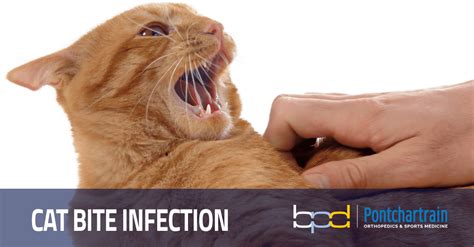 Cat Bite Infection - Risk of Cat Bite to the Hand | Brandon P. Donnelly, MD