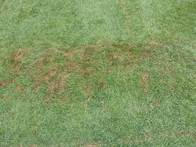 Pythium Root Rot - Oasis Turf