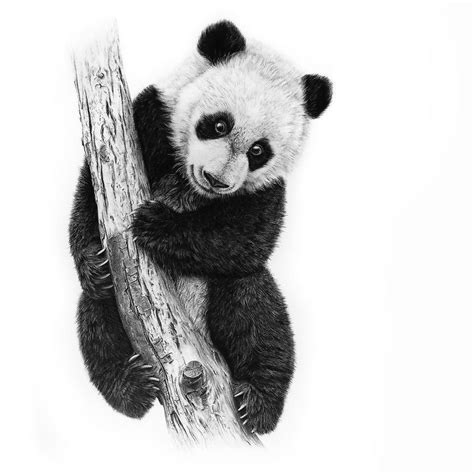 Drawing Realistic Skin | Realistic animal drawings, Realistic drawings, Panda artwork