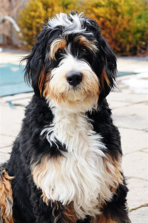 Bernedoodle from Swissridge Kennels | Bernedoodle puppy, Pretty dogs ...